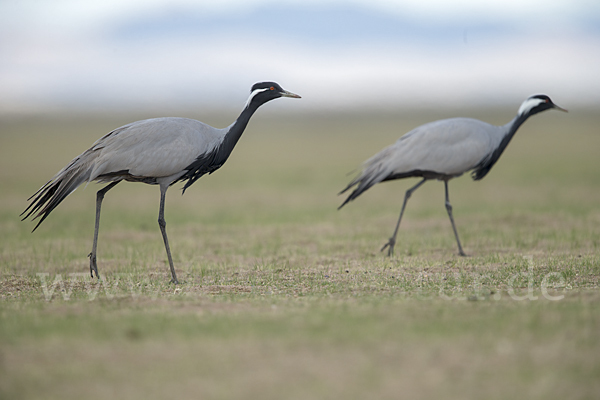 Jungfernkranich (Anthropoides virgo)