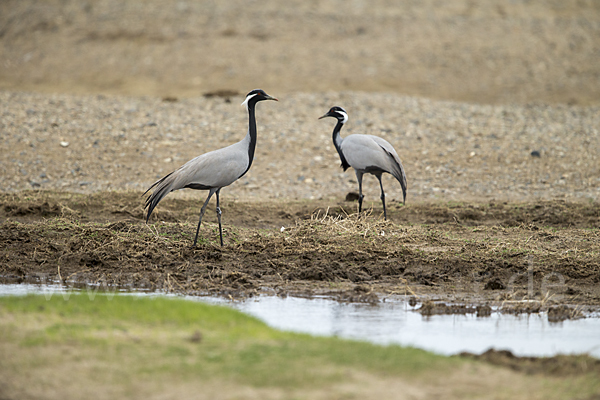 Jungfernkranich (Anthropoides virgo)