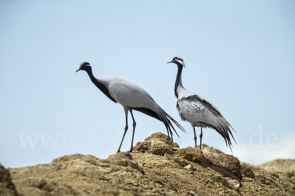 Jungfernkranich (Anthropoides virgo)