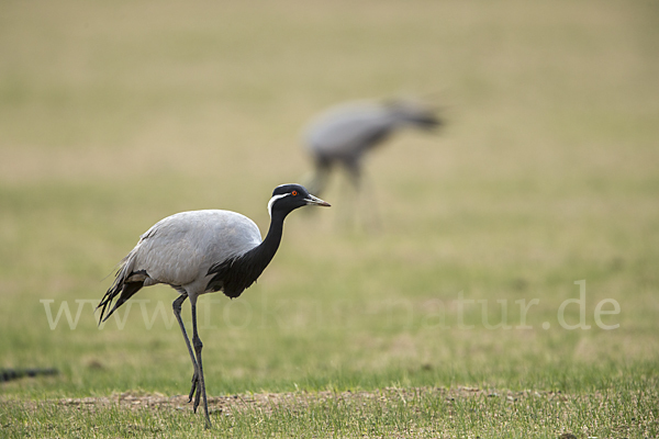 Jungfernkranich (Anthropoides virgo)