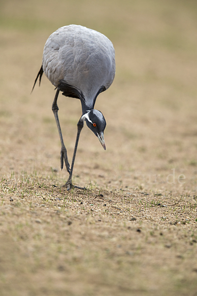 Jungfernkranich (Anthropoides virgo)