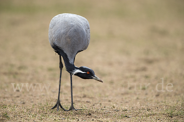 Jungfernkranich (Anthropoides virgo)