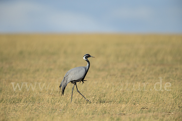 Jungfernkranich (Anthropoides virgo)