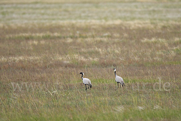 Jungfernkranich (Anthropoides virgo)