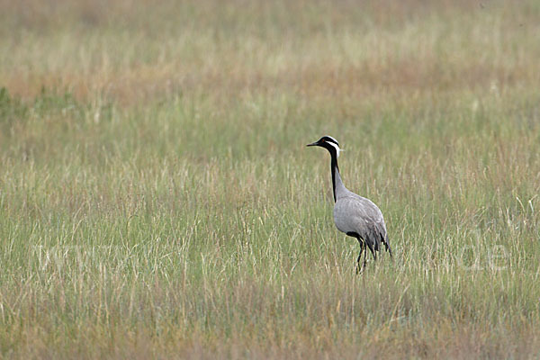 Jungfernkranich (Anthropoides virgo)