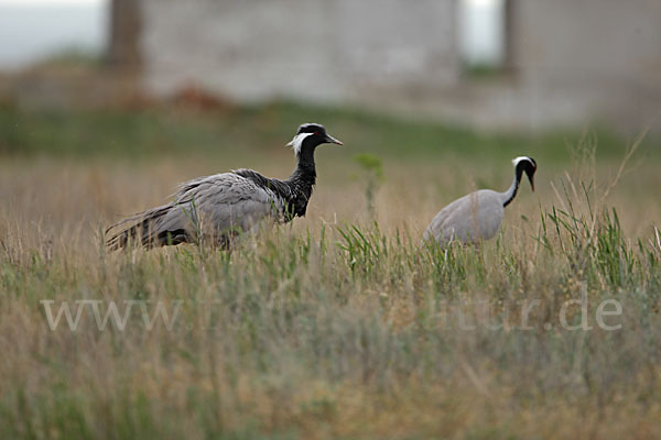 Jungfernkranich (Anthropoides virgo)