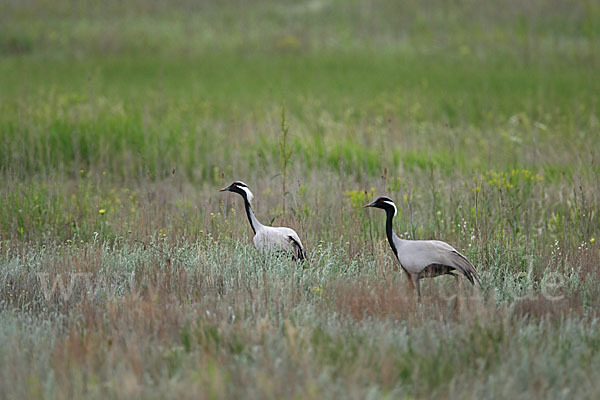 Jungfernkranich (Anthropoides virgo)