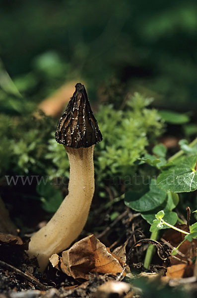 Käppchenmorchel (Morchella gigas)