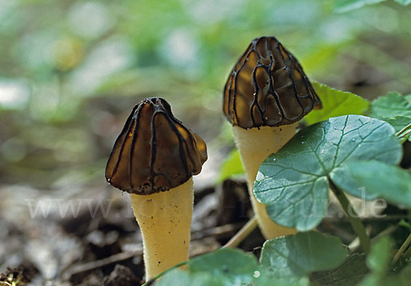 Käppchenmorchel (Morchella gigas)