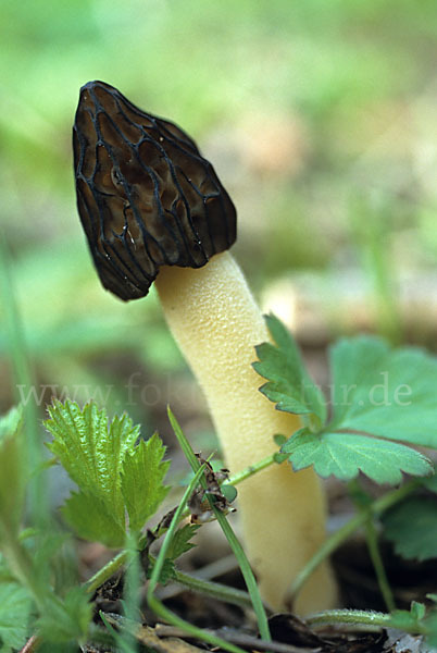 Käppchenmorchel (Morchella gigas)