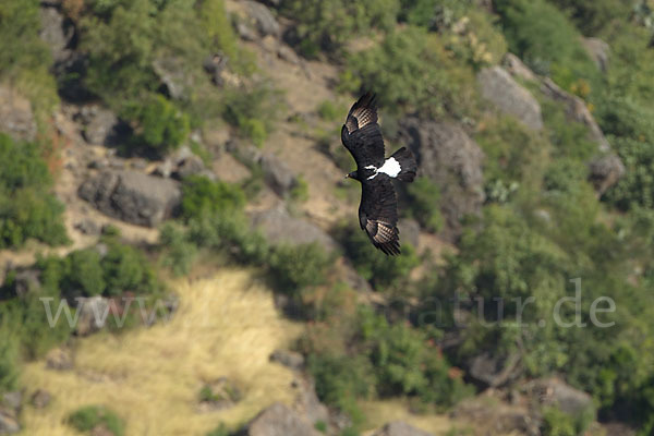 Kaffernadler (Aquila verreauxii)
