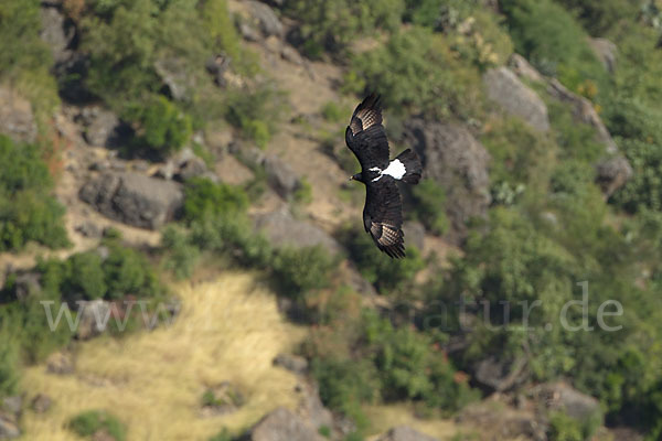 Kaffernadler (Aquila verreauxii)