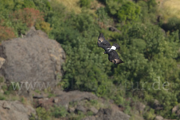 Kaffernadler (Aquila verreauxii)