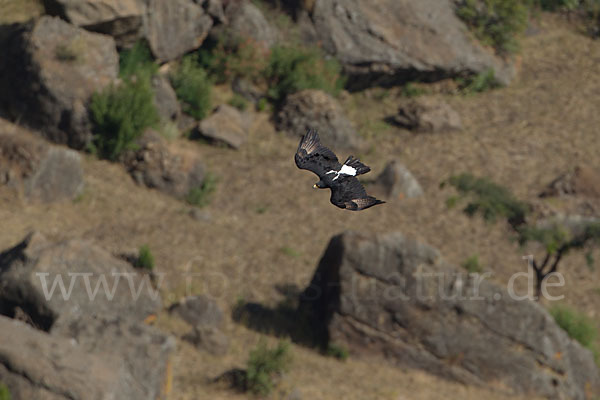 Kaffernadler (Aquila verreauxii)