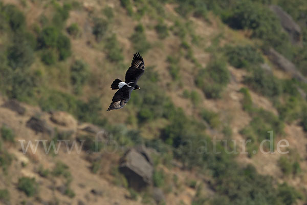 Kaffernadler (Aquila verreauxii)