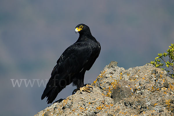 Kaffernadler (Aquila verreauxii)