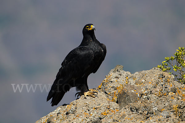 Kaffernadler (Aquila verreauxii)