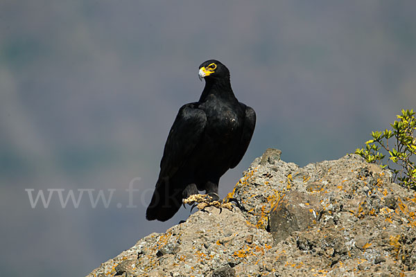 Kaffernadler (Aquila verreauxii)