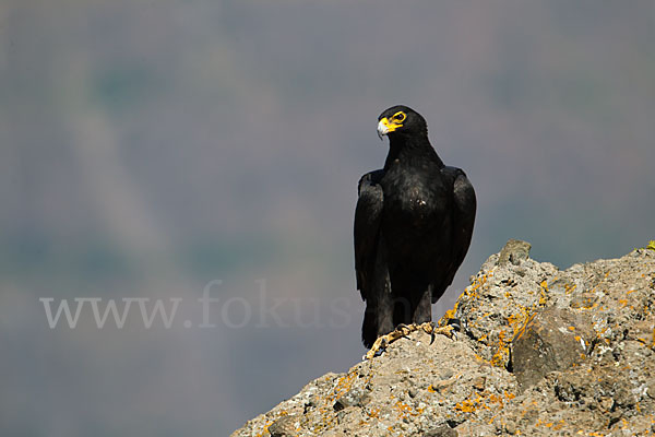 Kaffernadler (Aquila verreauxii)