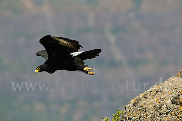 Kaffernadler (Aquila verreauxii)