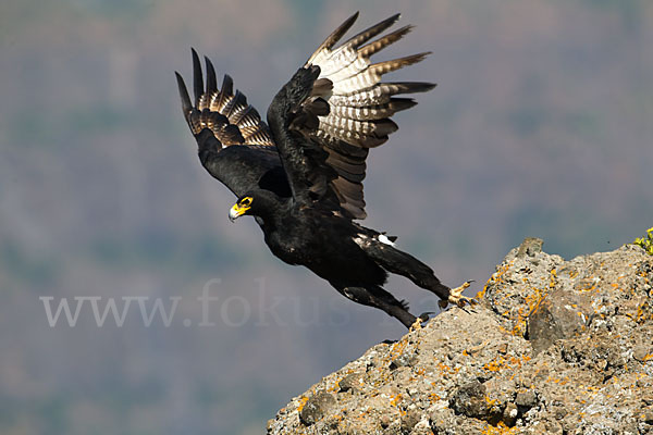 Kaffernadler (Aquila verreauxii)