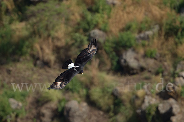 Kaffernadler (Aquila verreauxii)