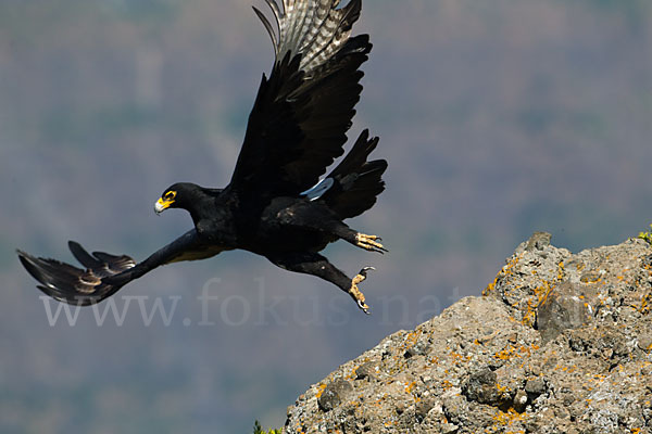 Kaffernadler (Aquila verreauxii)