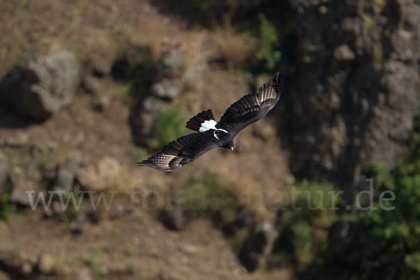 Kaffernadler (Aquila verreauxii)