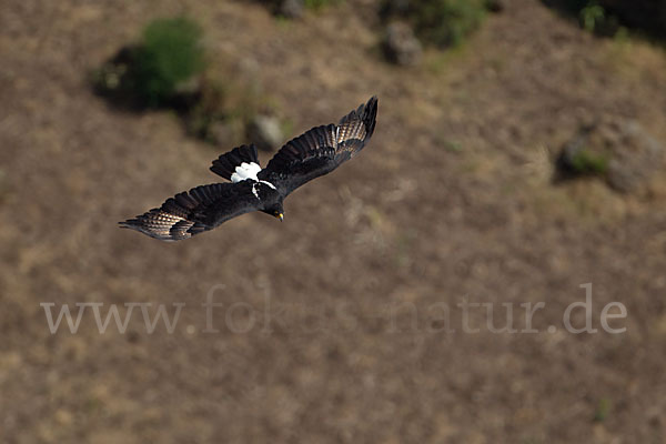 Kaffernadler (Aquila verreauxii)