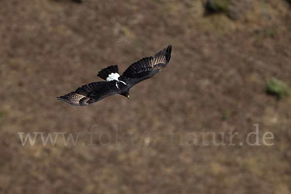 Kaffernadler (Aquila verreauxii)