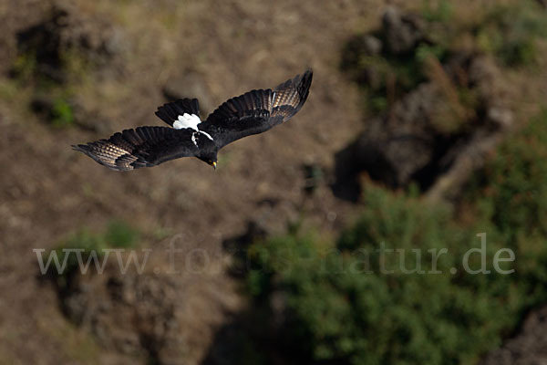 Kaffernadler (Aquila verreauxii)