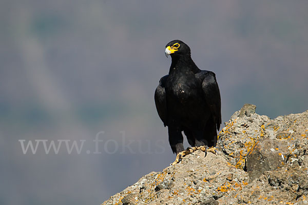 Kaffernadler (Aquila verreauxii)