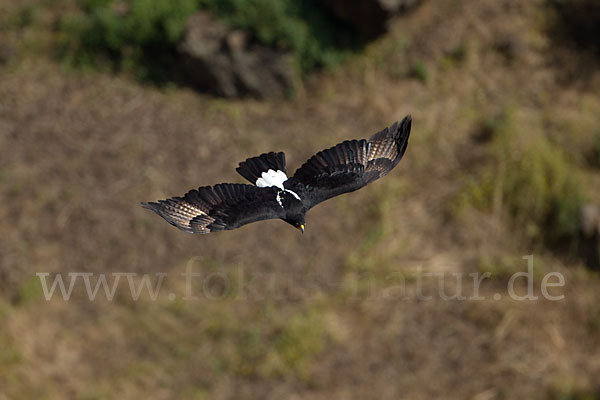 Kaffernadler (Aquila verreauxii)