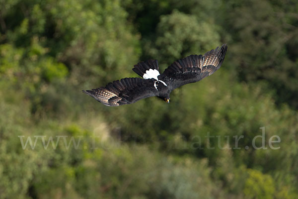 Kaffernadler (Aquila verreauxii)