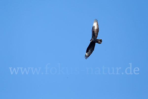 Kaffernadler (Aquila verreauxii)