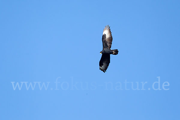 Kaffernadler (Aquila verreauxii)