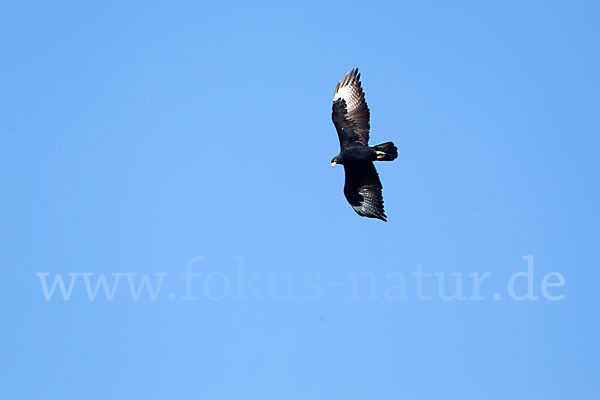 Kaffernadler (Aquila verreauxii)