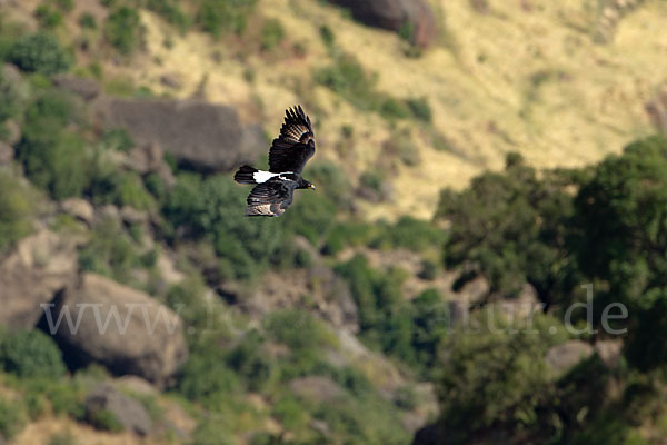 Kaffernadler (Aquila verreauxii)