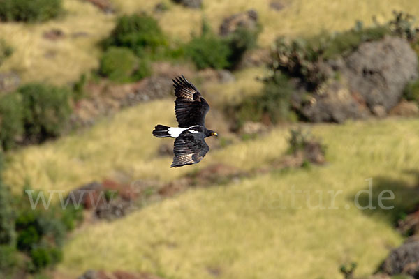 Kaffernadler (Aquila verreauxii)