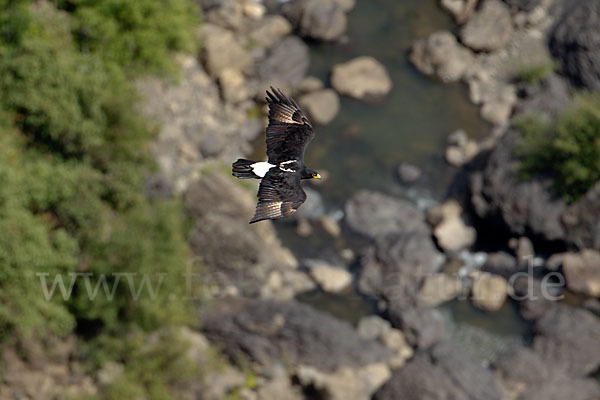 Kaffernadler (Aquila verreauxii)