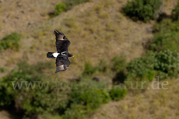 Kaffernadler (Aquila verreauxii)