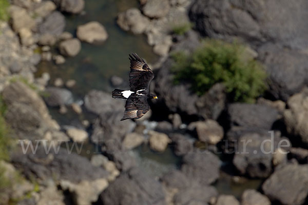 Kaffernadler (Aquila verreauxii)