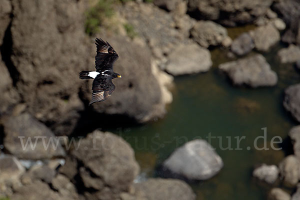 Kaffernadler (Aquila verreauxii)