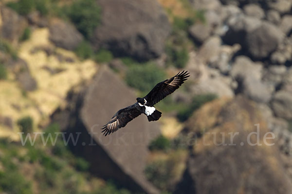 Kaffernadler (Aquila verreauxii)