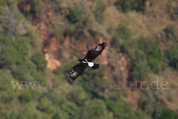 Kaffernadler (Aquila verreauxii)