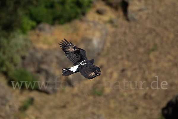 Kaffernadler (Aquila verreauxii)