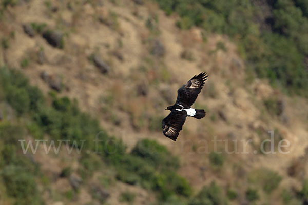 Kaffernadler (Aquila verreauxii)