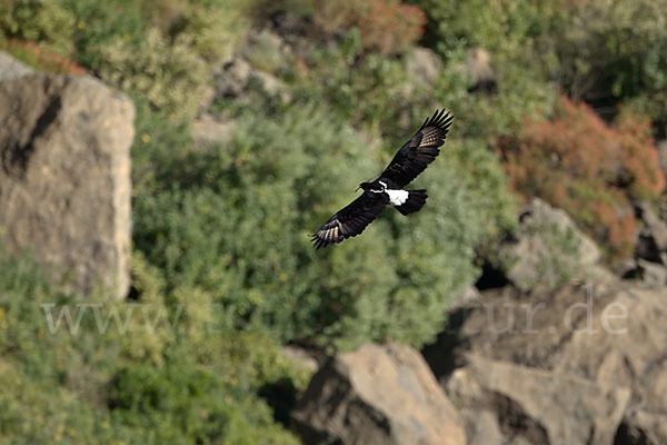 Kaffernadler (Aquila verreauxii)