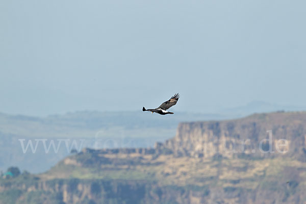 Kaffernadler (Aquila verreauxii)