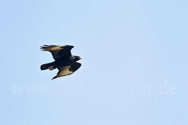 Kaffernadler (Aquila verreauxii)